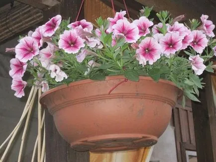 Mi a növény Petunia Mi a növény Petunia
