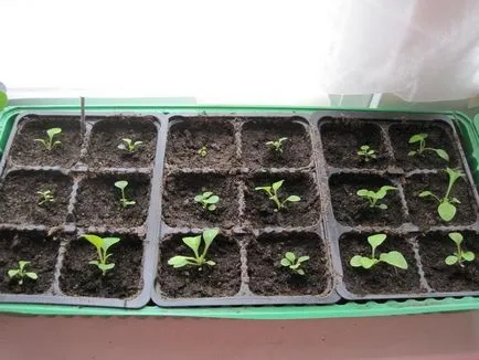 Mi a növény Petunia Mi a növény Petunia