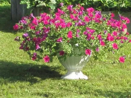 Mi a növény Petunia Mi a növény Petunia