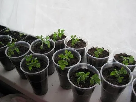 Mi a növény Petunia Mi a növény Petunia
