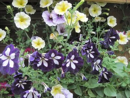 Mi a növény Petunia Mi a növény Petunia