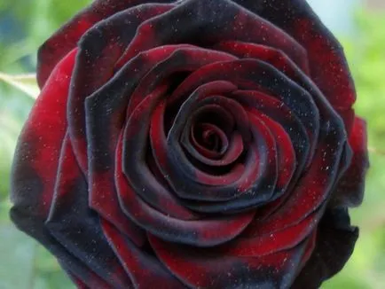 Roses minőségű fekete mágia Roses minőségű fekete mágia