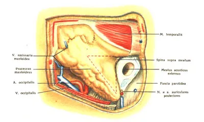 Mastoid régió - az orvostudomány