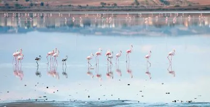 Rózsás flamingó - a nyolcadik csodája a világ (rendes) Rózsás flamingó - a nyolcadik csodája a világ