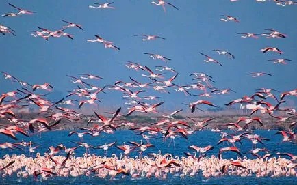 Rózsás flamingó - a nyolcadik csodája a világ (rendes) Rózsás flamingó - a nyolcadik csodája a világ