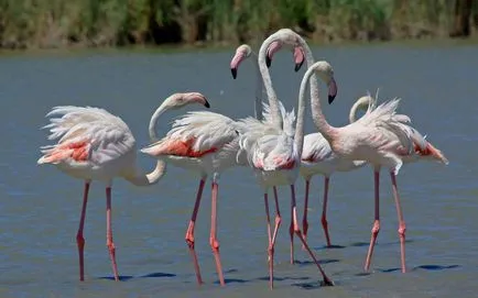 Rózsás flamingó - a nyolcadik csodája a világ (rendes) Rózsás flamingó - a nyolcadik csodája a világ