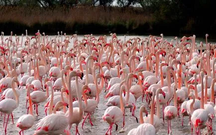 Rózsás flamingó - a nyolcadik csodája a világ (flamingó) Rózsás flamingó - a nyolcadik csodája a világ