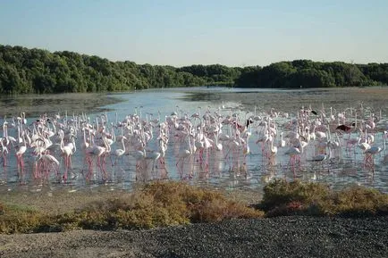 Rózsás flamingó - a nyolcadik csodája a világ (rendes) Rózsás flamingó - a nyolcadik csodája a világ