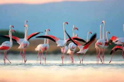 Rózsás flamingó - a nyolcadik csodája a világ (rendes) Rózsás flamingó - a nyolcadik csodája a világ