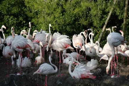 Rózsás flamingó - a nyolcadik csodája a világ (rendes) Rózsás flamingó - a nyolcadik csodája a világ