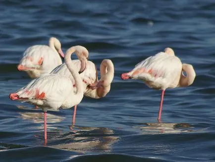 Rózsás flamingó - a nyolcadik csodája a világ (flamingó) Rózsás flamingó - a nyolcadik csodája a világ