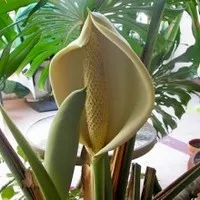 Mintegy kamélia, jellemzői a termesztés, ültetés és gondozás - hasznos tanácsokat (Camellia ellátás) Mintegy kamélia, jellemzői a termesztés, ültetés és gondozás - hasznos tippek