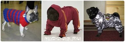 Ruházat francia bulldog, hogyan lehet a saját (fotó)