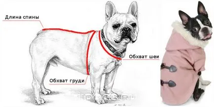 Ruházat francia bulldog, hogyan lehet a saját (fotó)