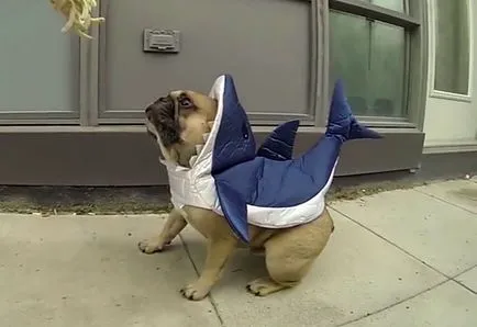 Ruha francia bulldog fotókkal és videó