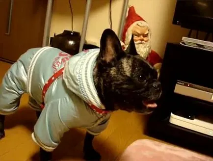 Ruha francia bulldog fotókkal és videó