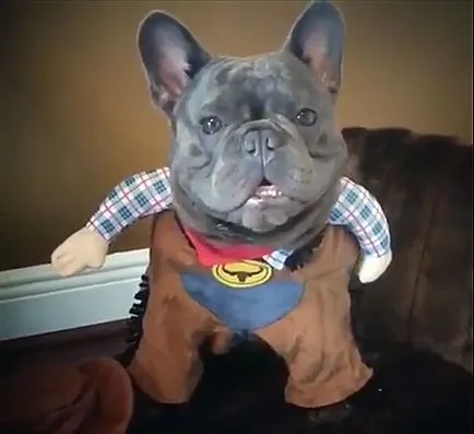 Ruha francia bulldog fotókkal és videó