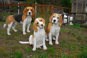 beagle kutya fajta leírás táplálkozás, jellemzése és fotó (teljesítmény) beagle kutya fajta leírás táplálkozás, jellemzése és fotó