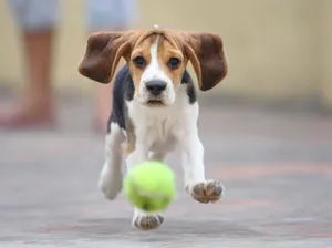 beagle kutya fajta leírás táplálkozás, jellemzése és fotó (kutya) beagle kutya fajta leírás táplálkozás, jellemzése és fotó