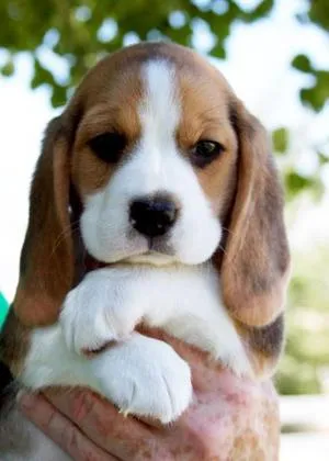 Leírás beagle fajtájú kutya ételek, jellemzői és képek (fotó beagle kutya fajta jellegének leírása az angol válasz) beagle kutya fajta leírás táplálkozás, jellemzése és fotó