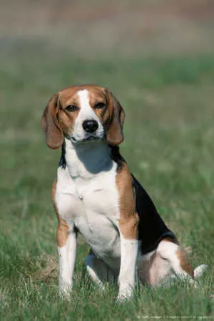 beagle kutya fajta leírás táplálkozás, jellemzése és fotó (beagle) beagle kutya fajta leírás táplálkozás, jellemzése és fotó