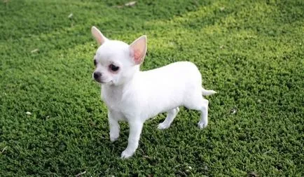 Leírás és jellege Chihuahua