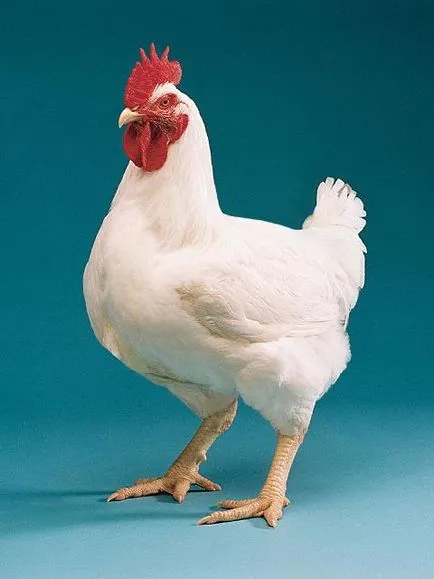 Leírás A legjobb fajták a broiler képekkel tipikus képviselői