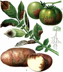 Őszi talajművelő Phytophthora mit és hogyan kell menteni a fertőzött növény, kert, kerti (feldolgozás) Őszi talajművelő Phytophthora mit és hogyan kell menteni a fertőzött növény, kert, konyhakert