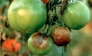 Őszi talajművelő Phytophthora mit és hogyan kell menteni a fertőzött növény, kert, konyhakert (a kezelt talaj) Őszi talajművelő Phytophthora mit és hogyan kell menteni a fertőzött növény, kert, konyhakert