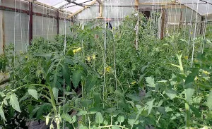 Őszi talajművelő Phytophthora mit és hogyan kell menteni a fertőzött növény, kert, kerti (burgonyavész) Őszi talajművelő Phytophthora mit és hogyan kell menteni a fertőzött növény, kert, konyhakert