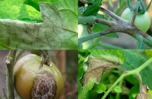 Őszi talajművelő Phytophthora mit és hogyan kell menteni a fertőzött növény, kert, kerti (feldolgozás) Őszi talajművelő Phytophthora mit és hogyan kell menteni a fertőzött növény, kert, konyhakert
