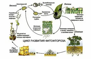 Őszi talajművelő Phytophthora mit és hogyan kell menteni a fertőzött növény, kert, kerti (burgonyavész) Őszi talajművelő Phytophthora mit és hogyan kell menteni a fertőzött növény, kert, konyhakert