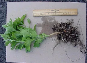 Jellemzők ültetés és gondozás krizantém multiflora