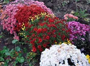 Jellemzők ültetés és gondozás krizantém multiflora