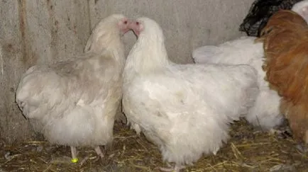 Orpington fajtát - a tartalmi ismertetését, fotók és videók