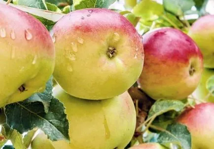 Jellemzők termékeny gyümölcsfák és bokrok tavasszal (termékenyítő gyümölcsfák és bokrok a kora tavasszal) Jellemzők termékeny gyümölcsfák és bokrok tavasszal