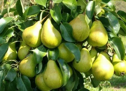 Jellemzők termékeny gyümölcsfák és bokrok tavasszal (termékenyítő almafák tavasszal) Jellemzők termékeny gyümölcsfák és bokrok tavasszal