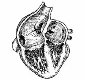 Nyitott foramen ovale, a szívében, a felnőtt tünetei és kezelése - az orvosi enciklopédia