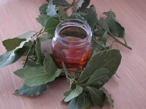 Broth levelek - alkalmazása, és ellenjavallatok lemezszerkezet, mint hasznos infúziós Bay (levél) Broth levelek - alkalmazása, és ellenjavallatok lemezszerkezet, mint hasznos infúziós babér
