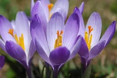 Mintegy virág sáfrány
