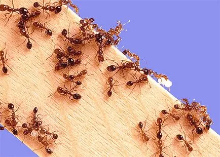 Poison hangyák az otthoni, mint egy lakás érdemesebb méreg (hangyák) Poison hangyák az otthoni, mint egy lakás, hogy jobb irányt
