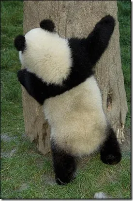 Panda - egy különös természet gyermeke