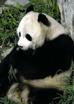 Pandas - ez