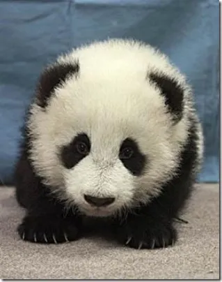 Panda - egy különös természet gyermeke