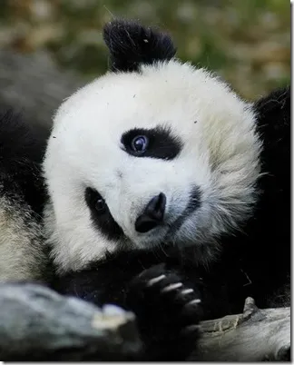 Panda - egy különös természet gyermeke