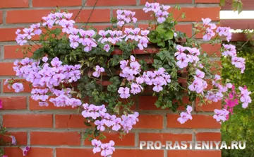 Pelargonium magról otthon