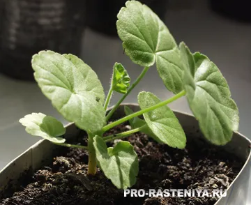 Pelargonium magról otthon