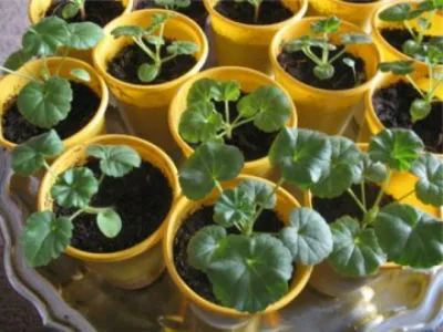 Pelargonium magról, növekvő otthon