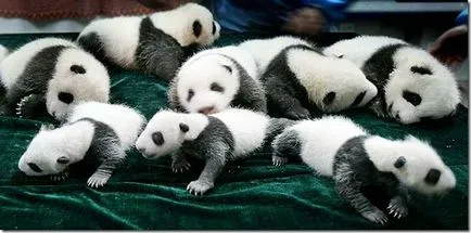 Panda - egy különös természet gyermeke
