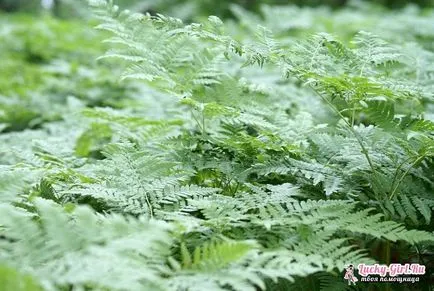 Bracken Fern hasznos tulajdonságai